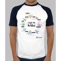 krebs cycle