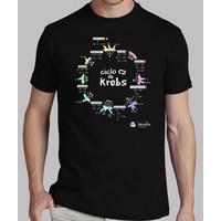 krebs cycle