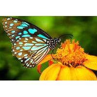 Kuala Lumpur Nature Tour: Orchid Garden, Butterfly Park and Bird Park