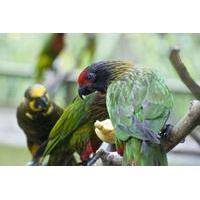 kuala lumpur private half day family tour of nature birds and butterfl ...