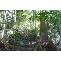 Kuranda Guided Interpretive Rainforest Walk Including Refreshments