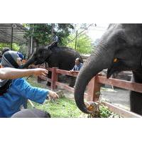 Kuala Gandah Elephant Sanctuary Tour from Kuala Lumpur