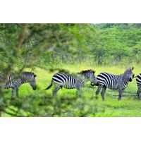 Lake Mburo National Park Guided Day Tour from Kampala