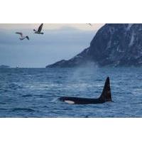 Lapland Whale-Watching Tour from Tromso