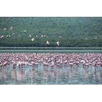 Lake Nakuru National Park Day Tour from Nairobi