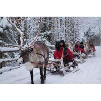 Lapland Northern Lights Experience by Reindeer Sled from Luosto