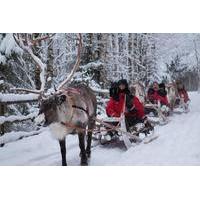 lapland northern lights experience by reindeer sled from luosto