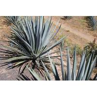 La Noria Blue Agave Mezcal Tour from Mazatlan