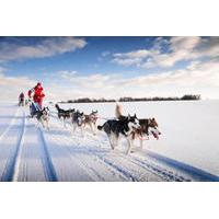 lapland husky sled ride from yllas