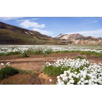 Landmannalauger Day Trip from Re...