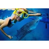 la paz whale shark snorkeling tour and lunch from los cabos