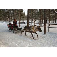 Lapland Reindeer Safari From Saariselkä
