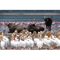 Lake Nakuru Day Trip From Nairobi