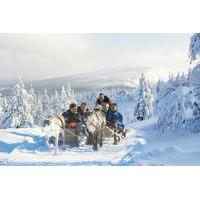 Lapland Snowmobile Safari to a Reindeer Farm from Saariselkä Including Reindeer Sleigh Ride