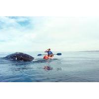 La Jolla Whale Watching Kayak Adventure