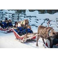 Lapland Along the Reindeer Path: 1-Hour Reindeer Safari from Rovaniemi