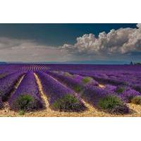 Lavender Route Small-Group Guided Day Trip from Avignon