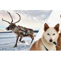 Lapland Reindeer and Husky Safari from Rovaniemi