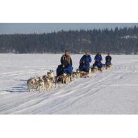 Lapland Thrill of Speed: 2-Hour Husky Safari from Rovaniemi