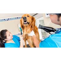 Large Dog Spa Pamper Treatment