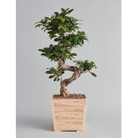 Large Ficus Ginseng