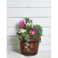 Large Flowering Barrel