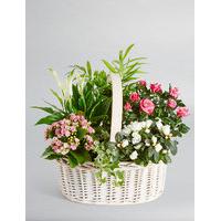 Large Flowering Basket