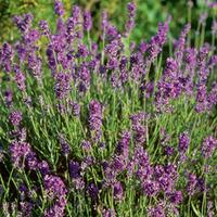Lavender \'Munstead\' (Large Plant) - 1 x 1 litre potted lavender plant