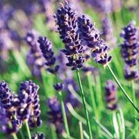 Lavender \'Munstead\' - 24 lavender plug plants