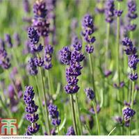 lavender hidcote 72 lavender plug plants