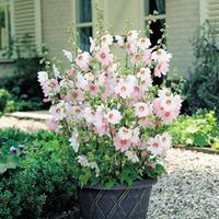lavatera x clementii barnsley baby 1 lavatera patio pot collection