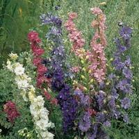 Larkspur \'T&M Improved\' - 1 packet (400 seeds)