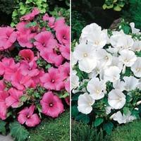 Lavatera \'Twins\' - 2 packets - 1 of each variety (50 lavatera seeds in total)