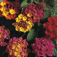 Lantana camara \'Mixed Hybrids\' - 1 packet (20 lantana seeds)