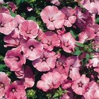 Lavatera trimestris \'Silver Cup\' - 1 packet (80 lavatera seeds)