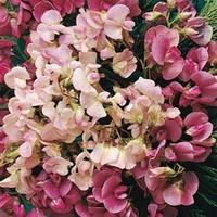 Lathyrus latifolius (Mixed) - 1 ...