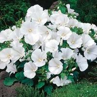 Lavatera trimestris \'Twins Cool White\' - 1 packet (25 lavatera seeds)