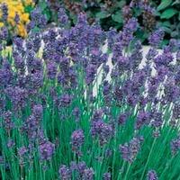 Lavender \'Munstead\' - 1 packet (110 lavender seeds)