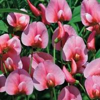 Lathyrus tingitanus \'Rosea\' - 1 packet (30 lathyrus seeds)