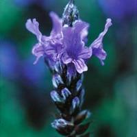 lavender fernleaf 1 packet 100 lavender seeds