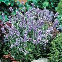 Lavender \'Ellagance Sky\' - 1 packet (20 lavender seeds)