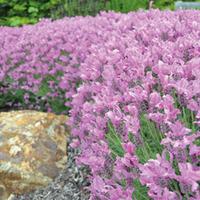 Lavender stoechas \'The Princess\' - 3 x 8cm potted lavender plants