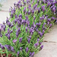 lavender stoechas bandera purple 1 packet 12 lavender seeds