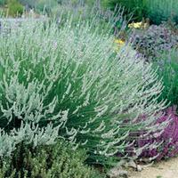 Lavender x intermedia \'Edelweiss\' (Large Plant) - 2 x 2 litre potted lavender plants