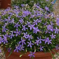 laurentia indigo stars 72 laurentia plug plants