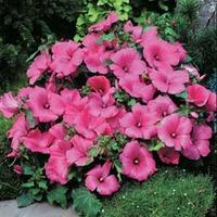 Lavatera trimestris \'Twins Hot Pink\' - 1 packet (25 lavatera seeds)
