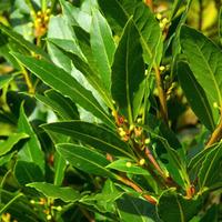 Laurus nobilis (Large Plant) - 2 x 3 litre potted laurus plants