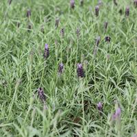 Lavender \'Papillon\' (Large Plant) - 2 x 3.6 litre potted lavender plants