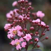 Lagerstroemia indica \'Rhapsody In Pink\' (Large Plant) - 2 x 3.6 litre potted lagerstroemia plants