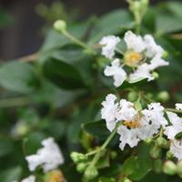 lagerstroemia indica pixie white large plant 2 x 36 litre potted lager ...